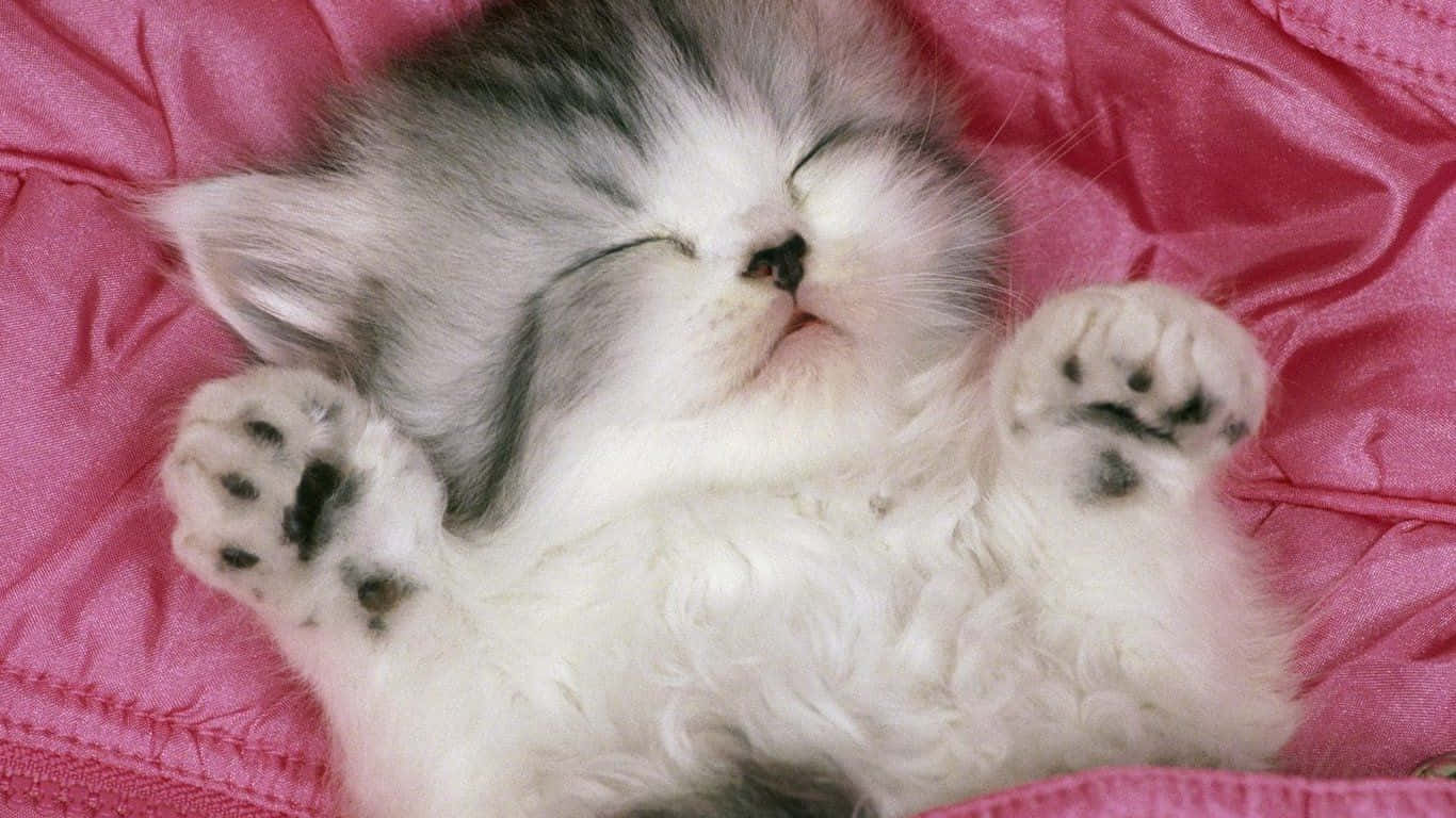Tristeimmagine Di Un Gatto Carino Che Dorme