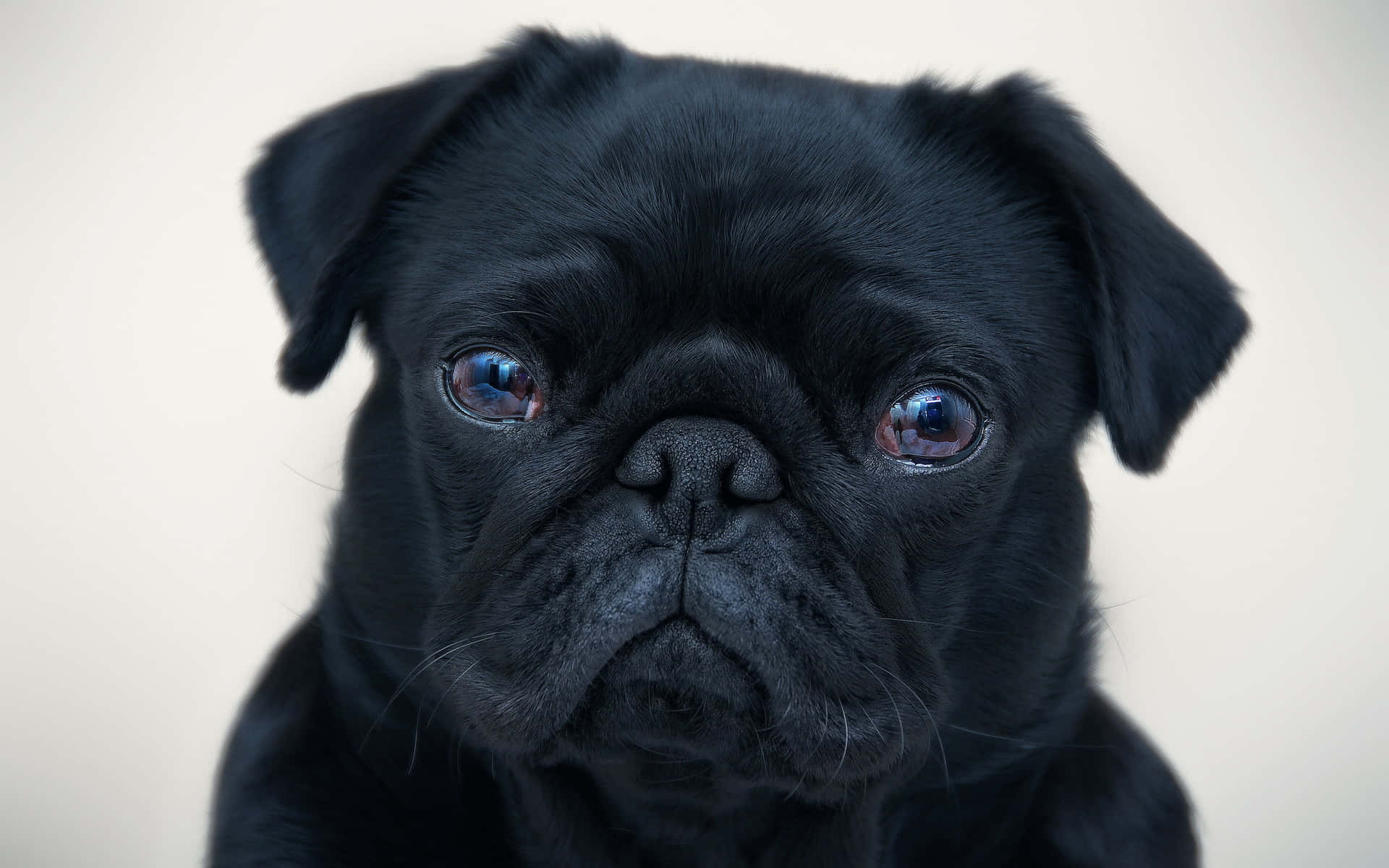 Sort ansigt sort puddelhund tegneserie Wallpaper