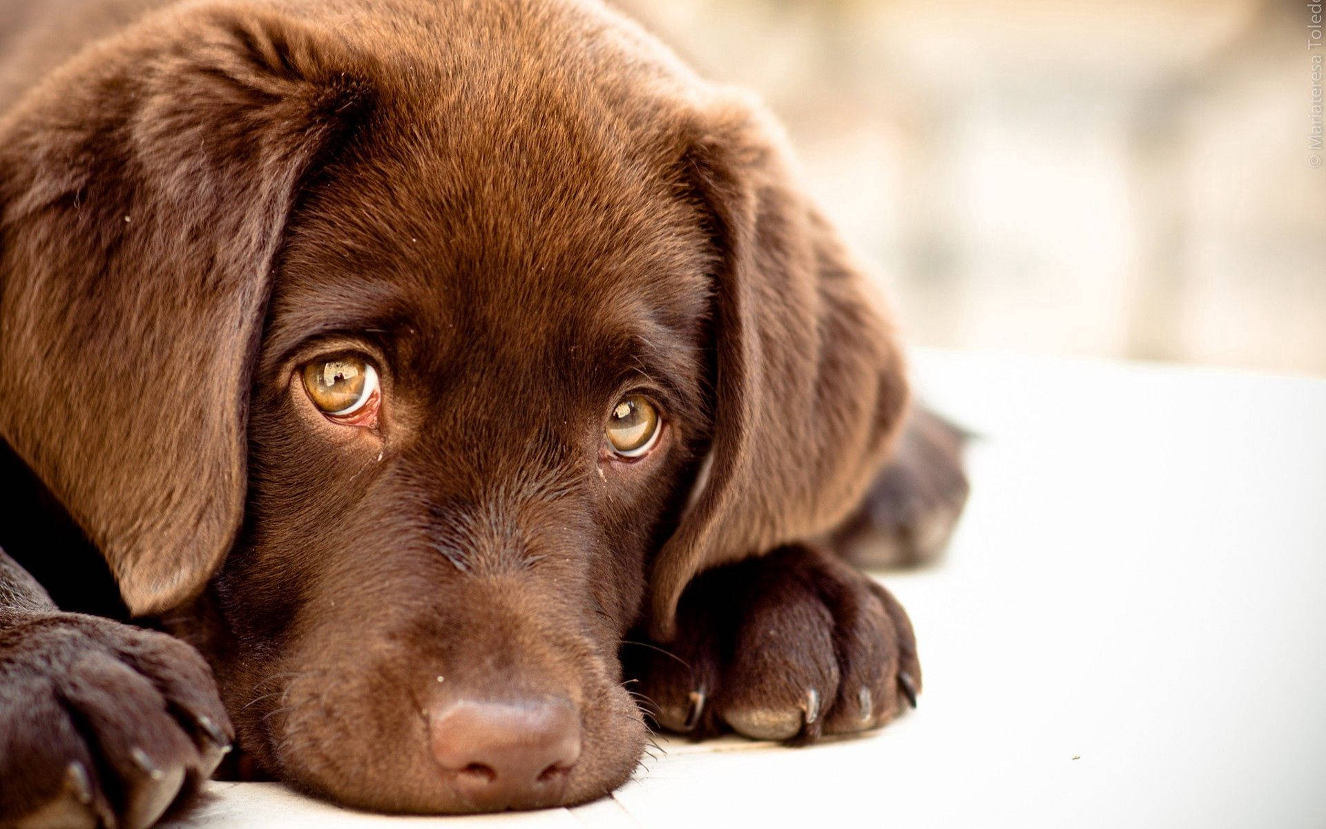 Sad Face Brown Puppy
