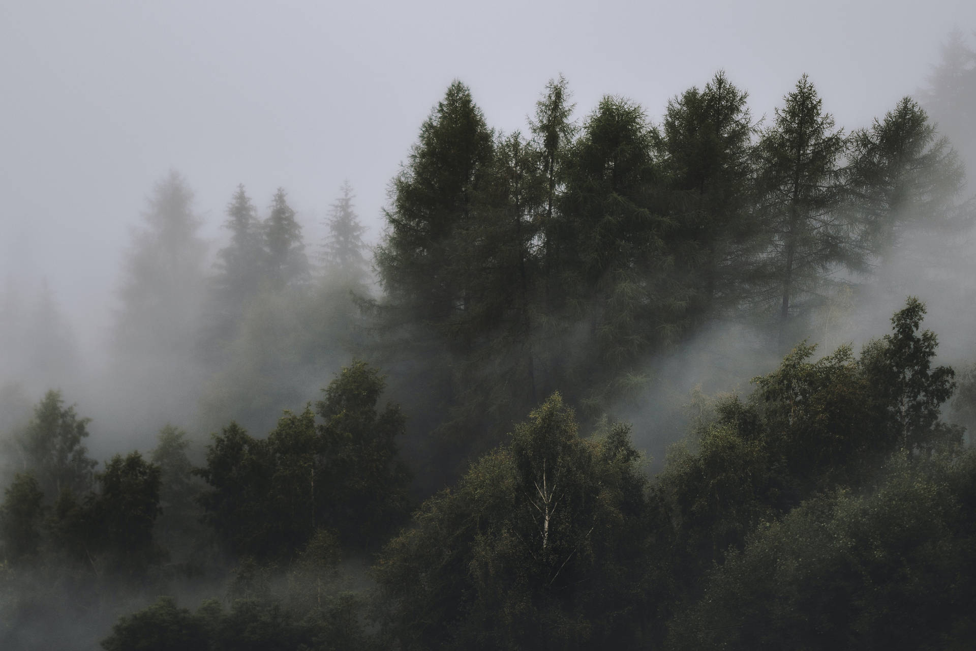 Sad Foggy Forest Background Wallpaper