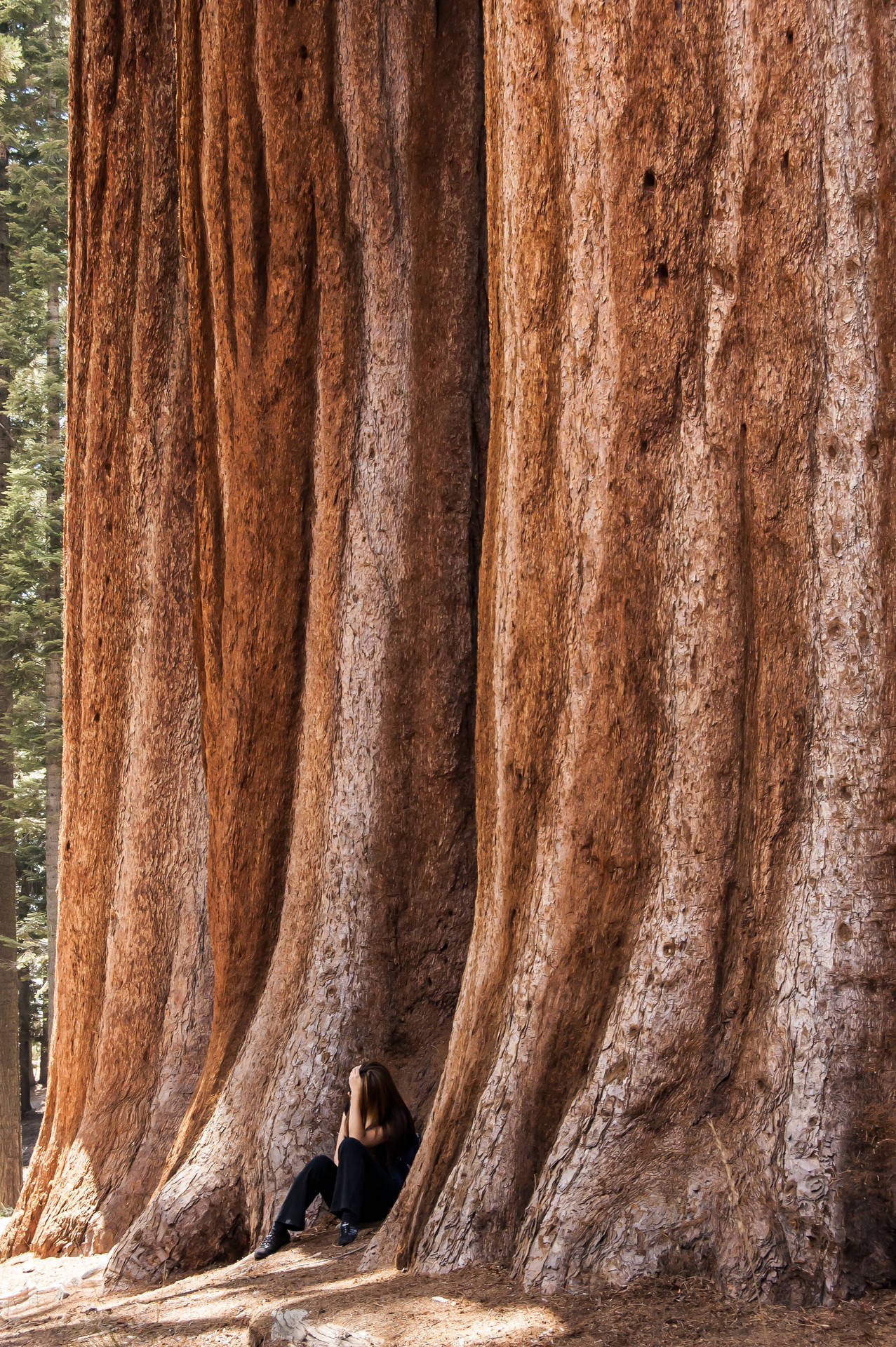 Ragazzatriste Al Parco Nazionale Sequoia Sfondo