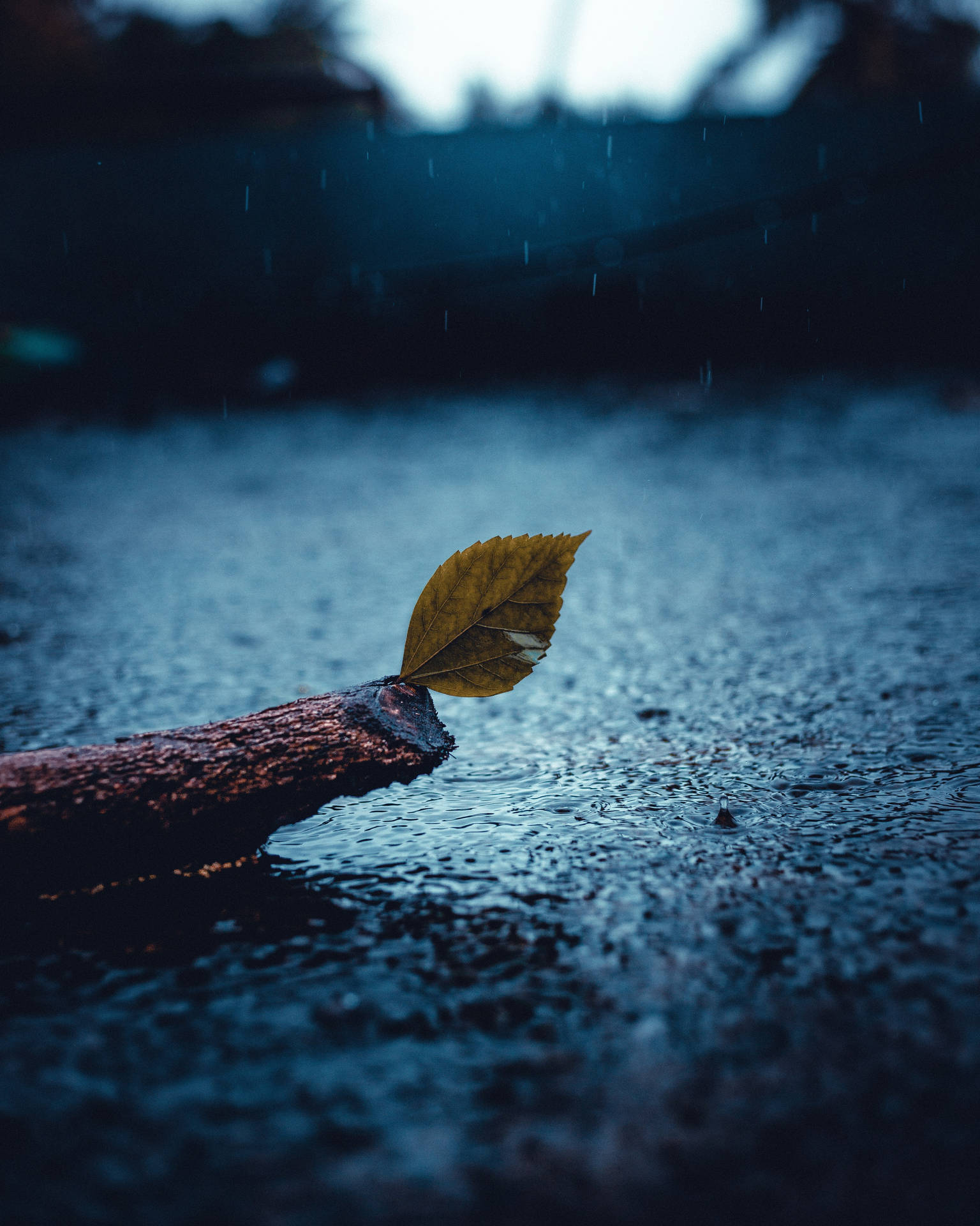 Sad Leaf In Rain