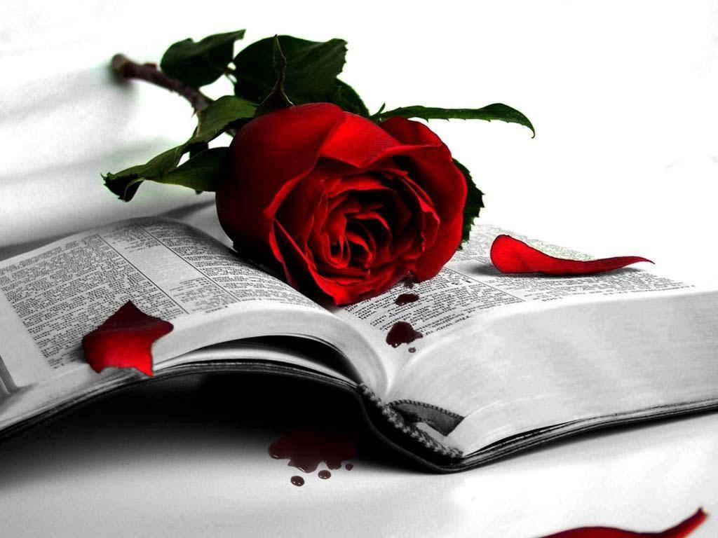 Sad Love Torn Red Rose Background