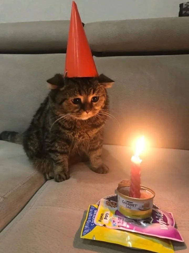 Sad Meme Birthday Cat