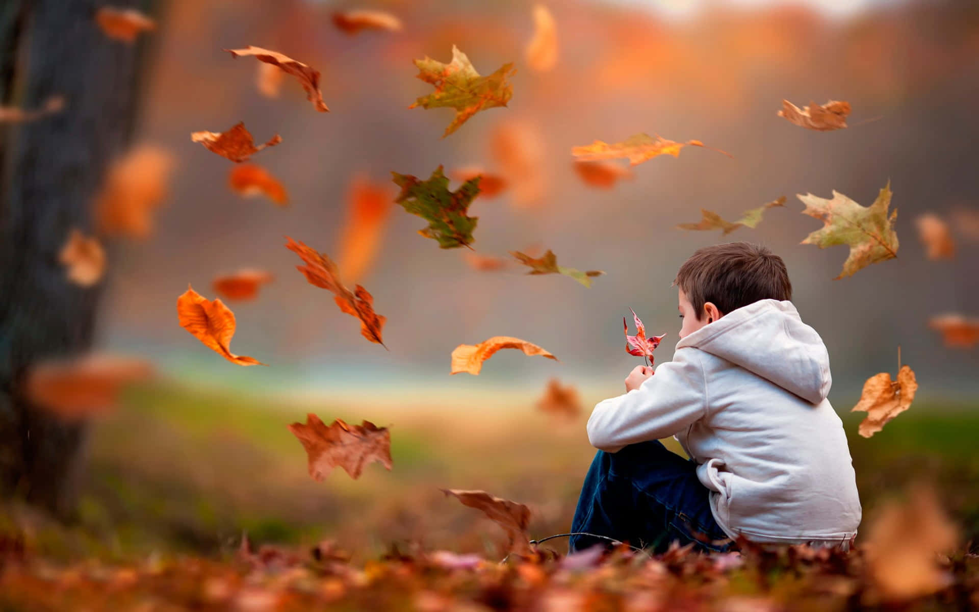 Sad Boy And Falling Maple Leaves Picture