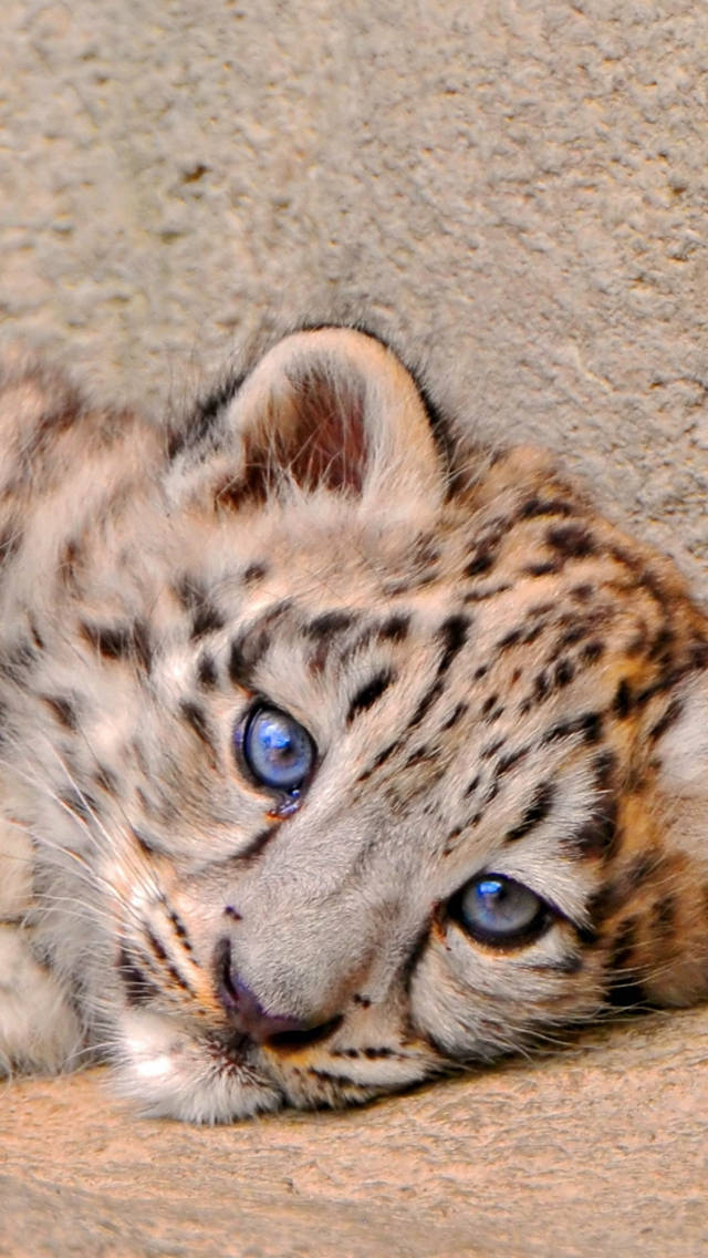 Leopardodelle Nevi Triste Per Iphone. Sfondo
