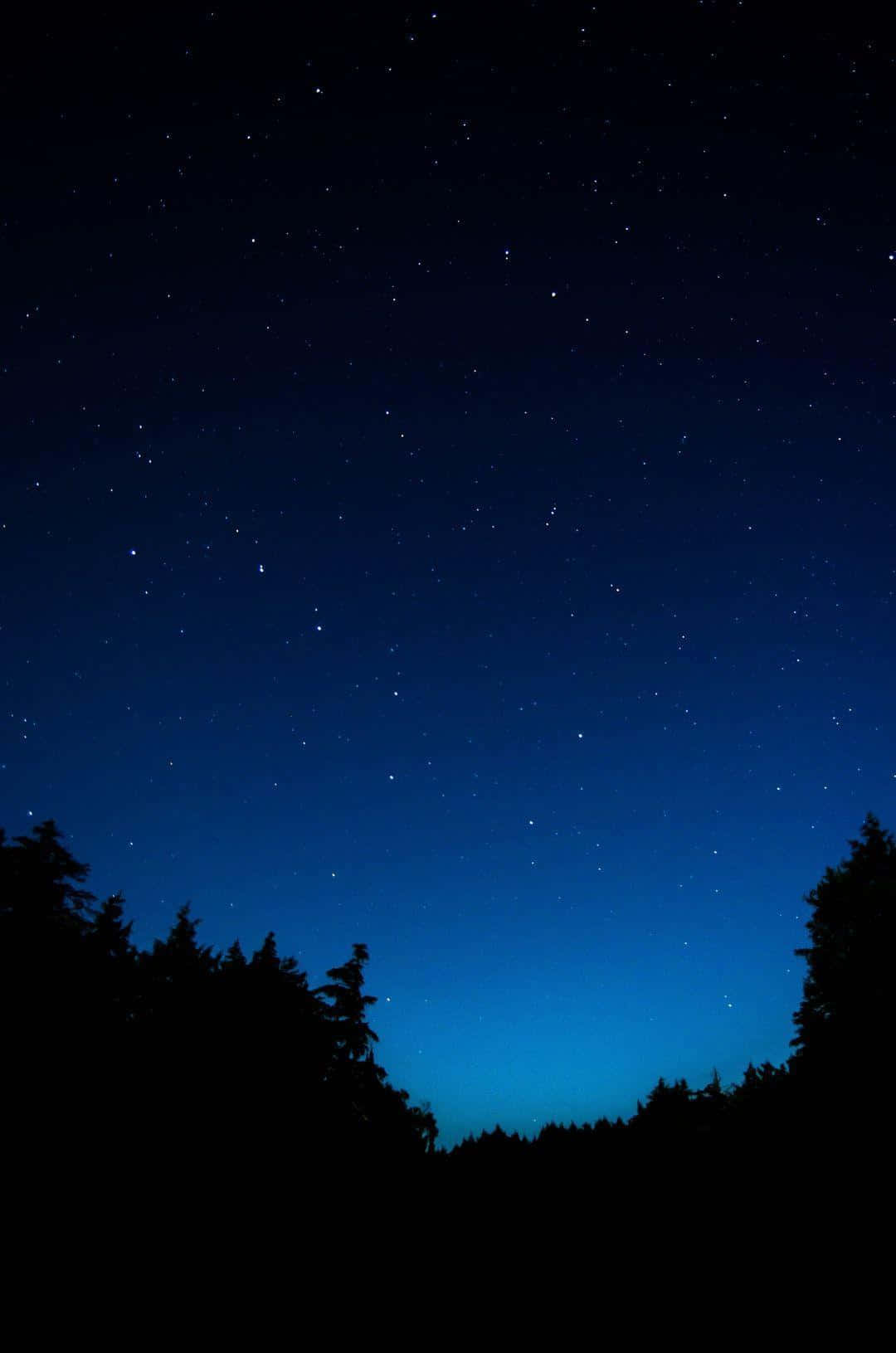 Uncielo Nocturno Con Estrellas Y Árboles. Fondo de pantalla