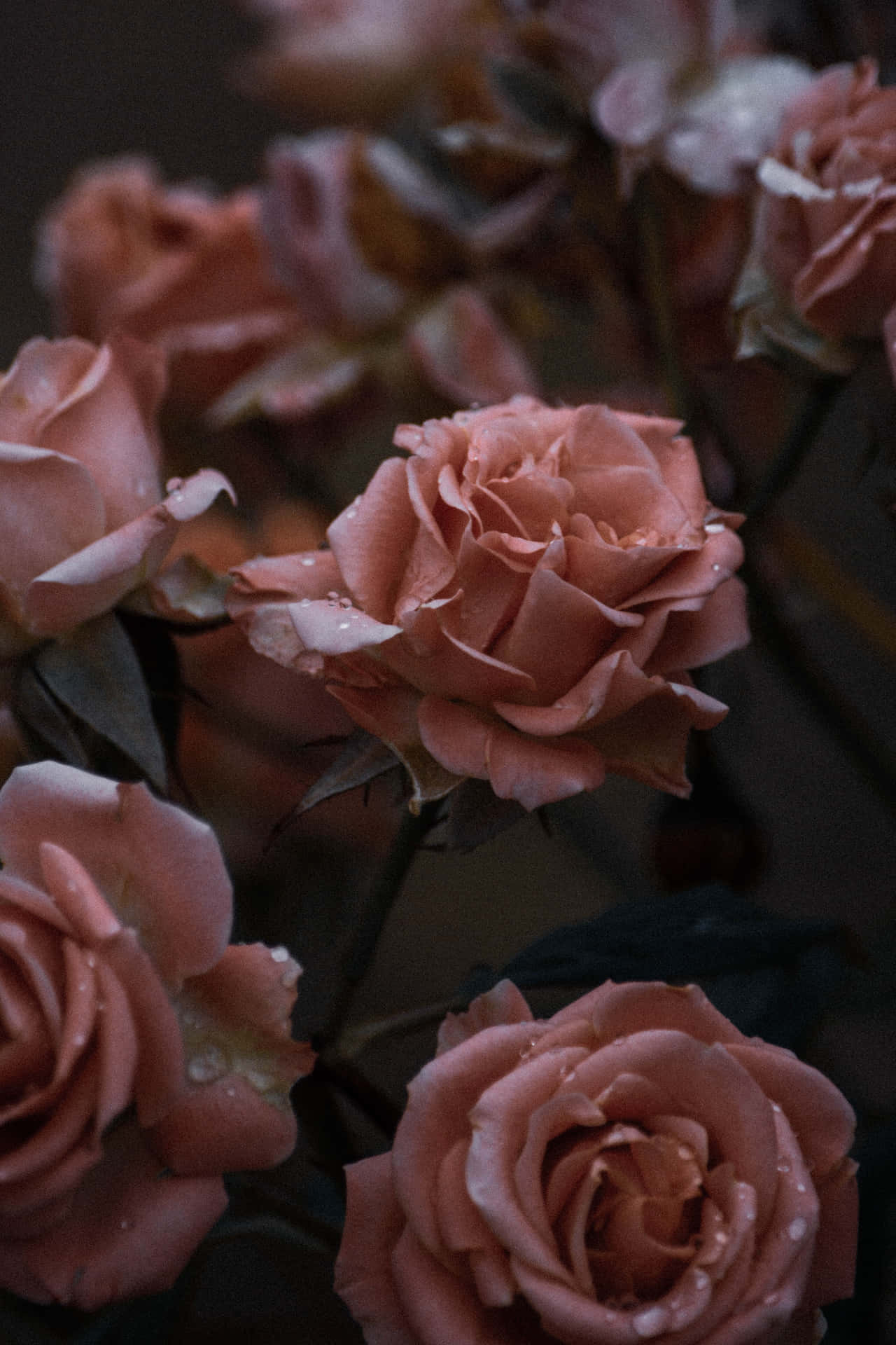 Vibestristes Rosas Rosadas Fondo de pantalla