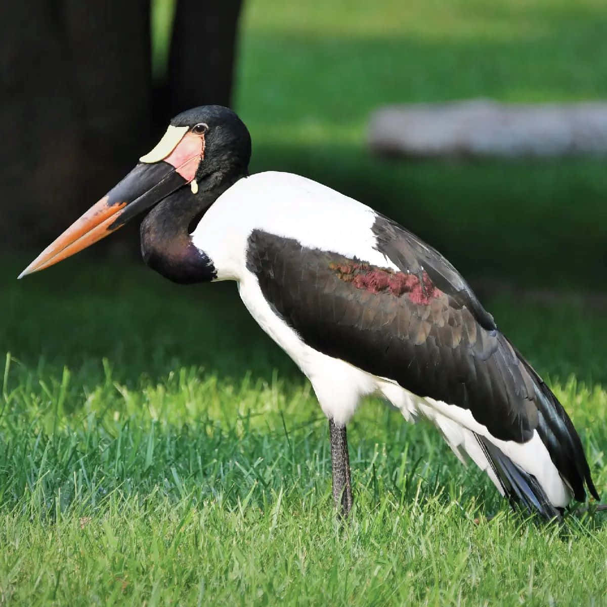 Saddle-billed Stork Stående I Gress Bakgrunnsbildet