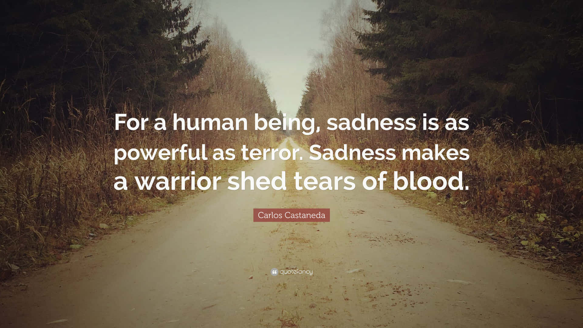 Sadness Quote On Forest Road Picture
