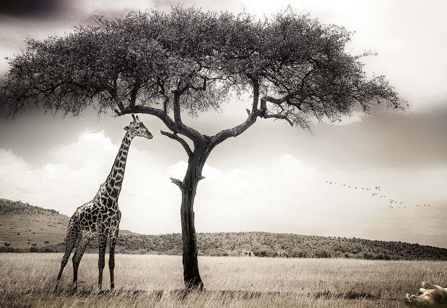 Safari Background In Monochrome Background