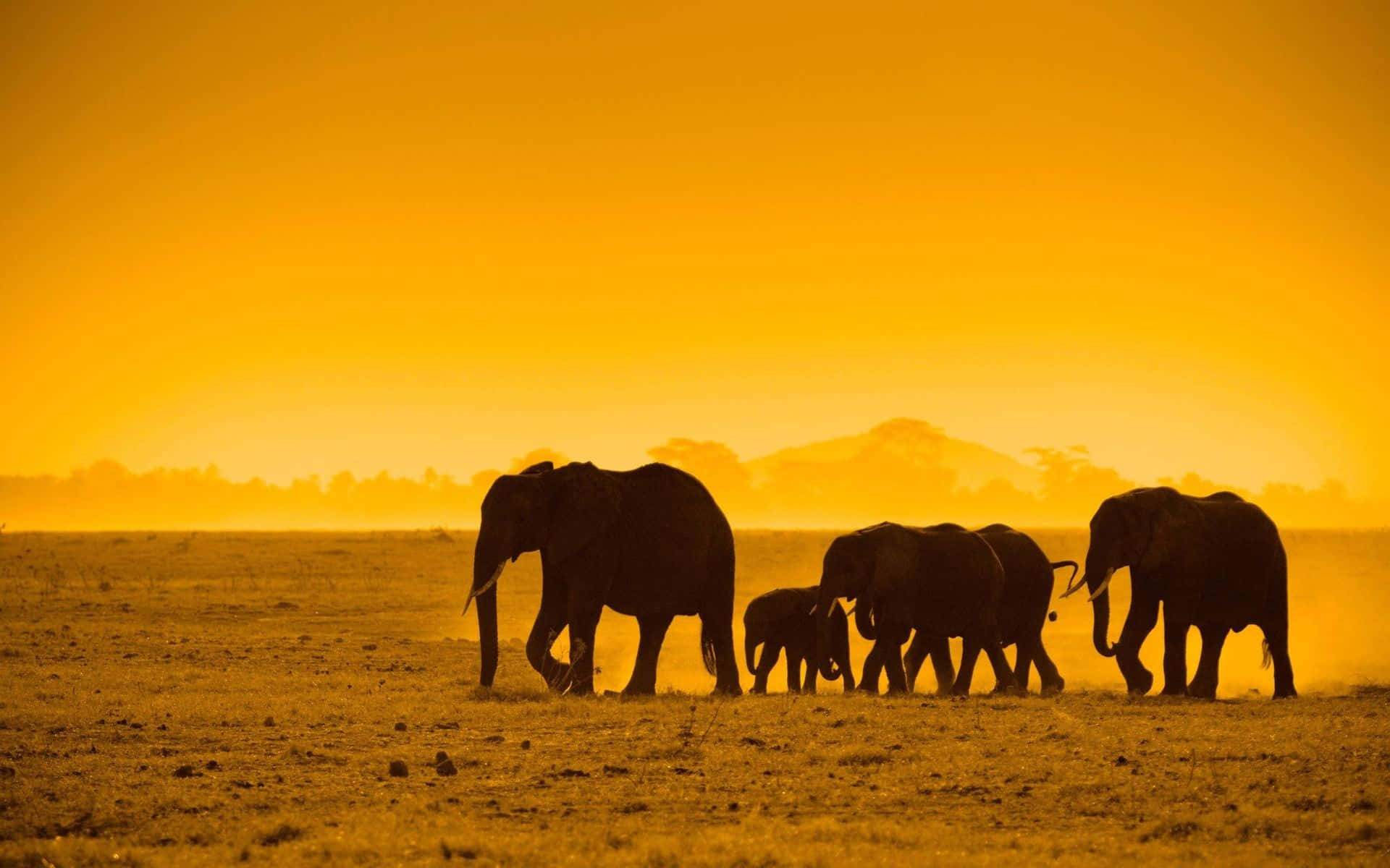 Sunset Against Herds Of Elephants Safari Background