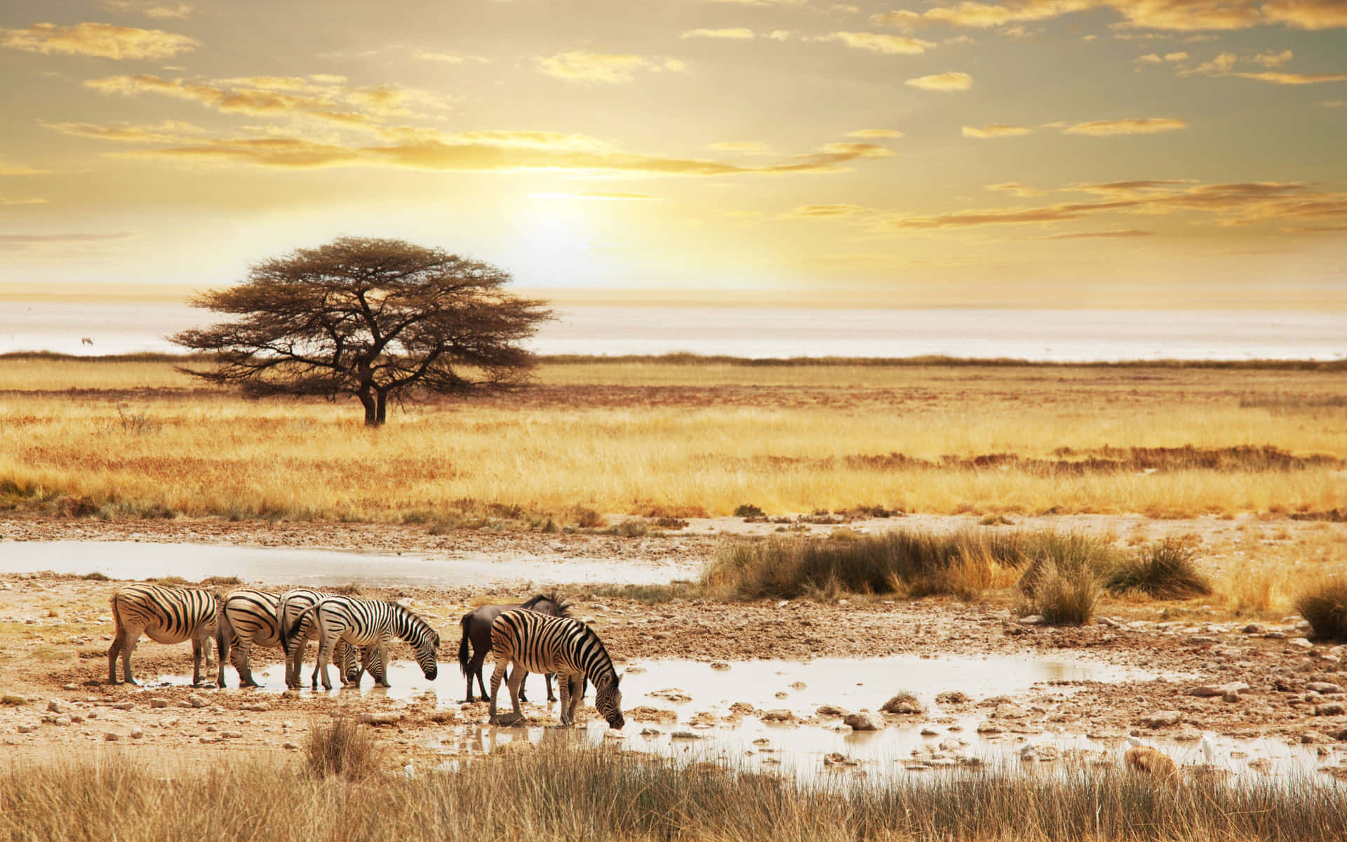 Zebrorsom Dricker På Safari-bakgrund.