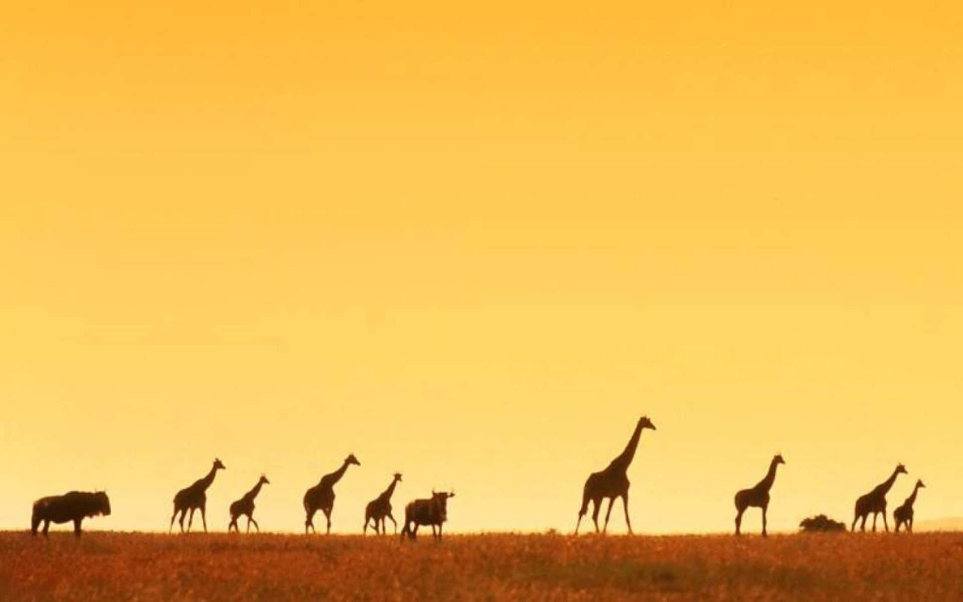 Animals Of Safari Background