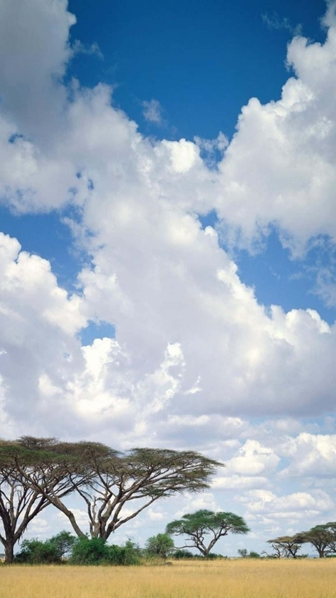 Mesmerizing African Safari Landscape