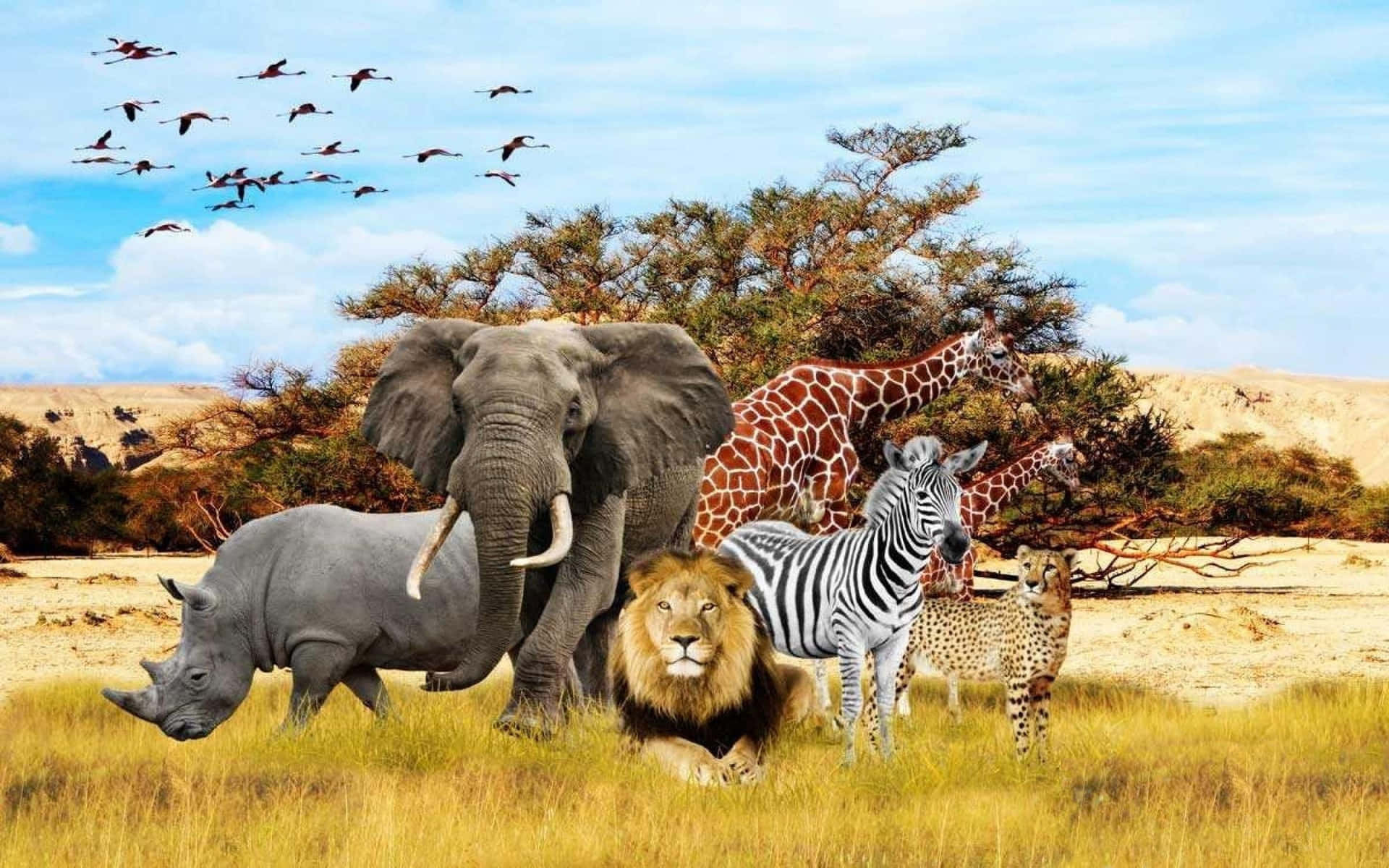 Wild Animals On Safari Background