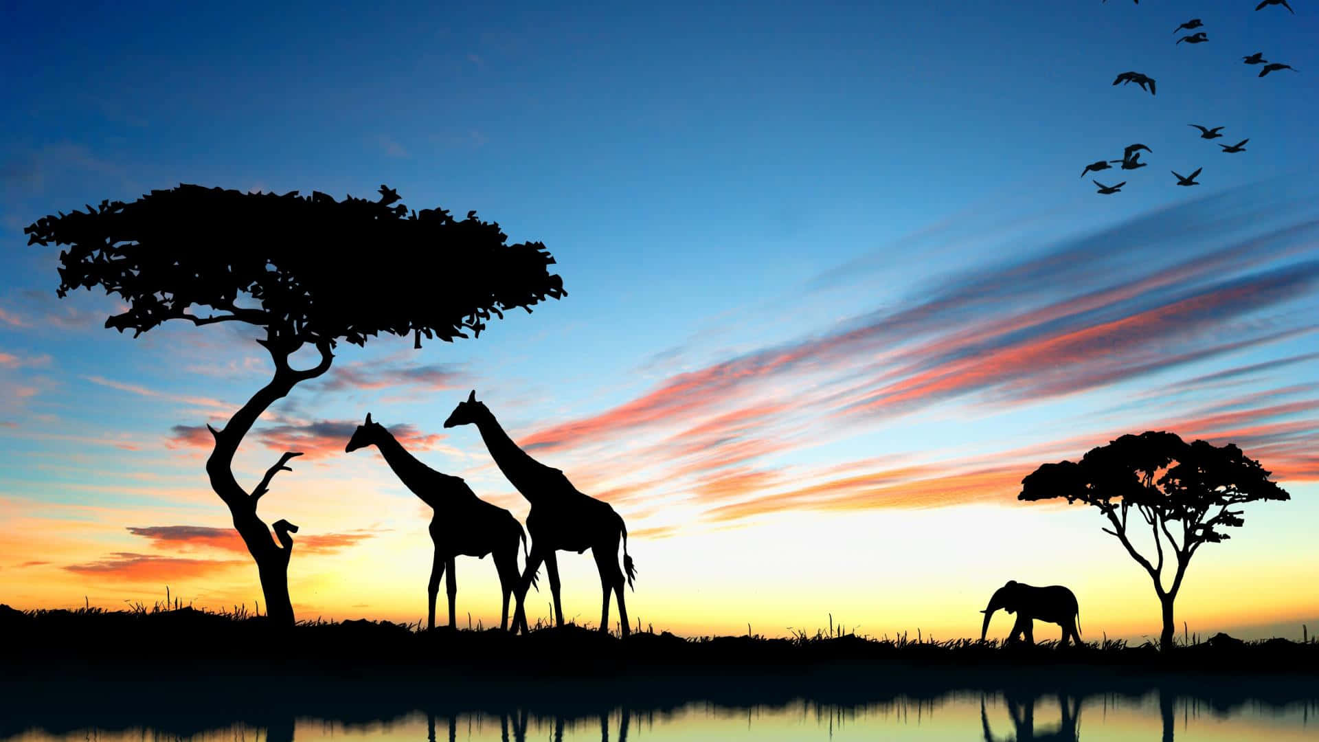 Animals Silhouette Safari Background
