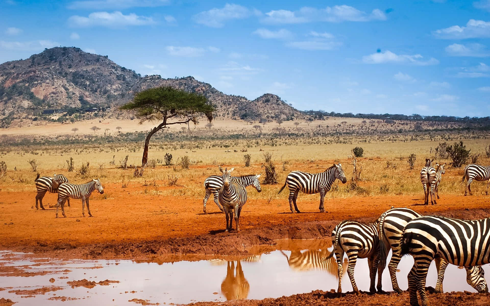 Dazzle Of Zebras On Safari Background