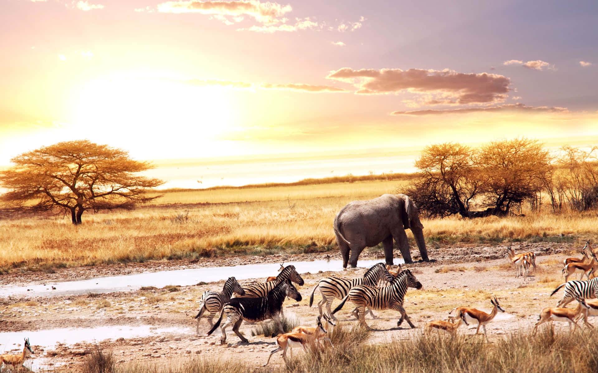 Running Animals On Africa Safari Background