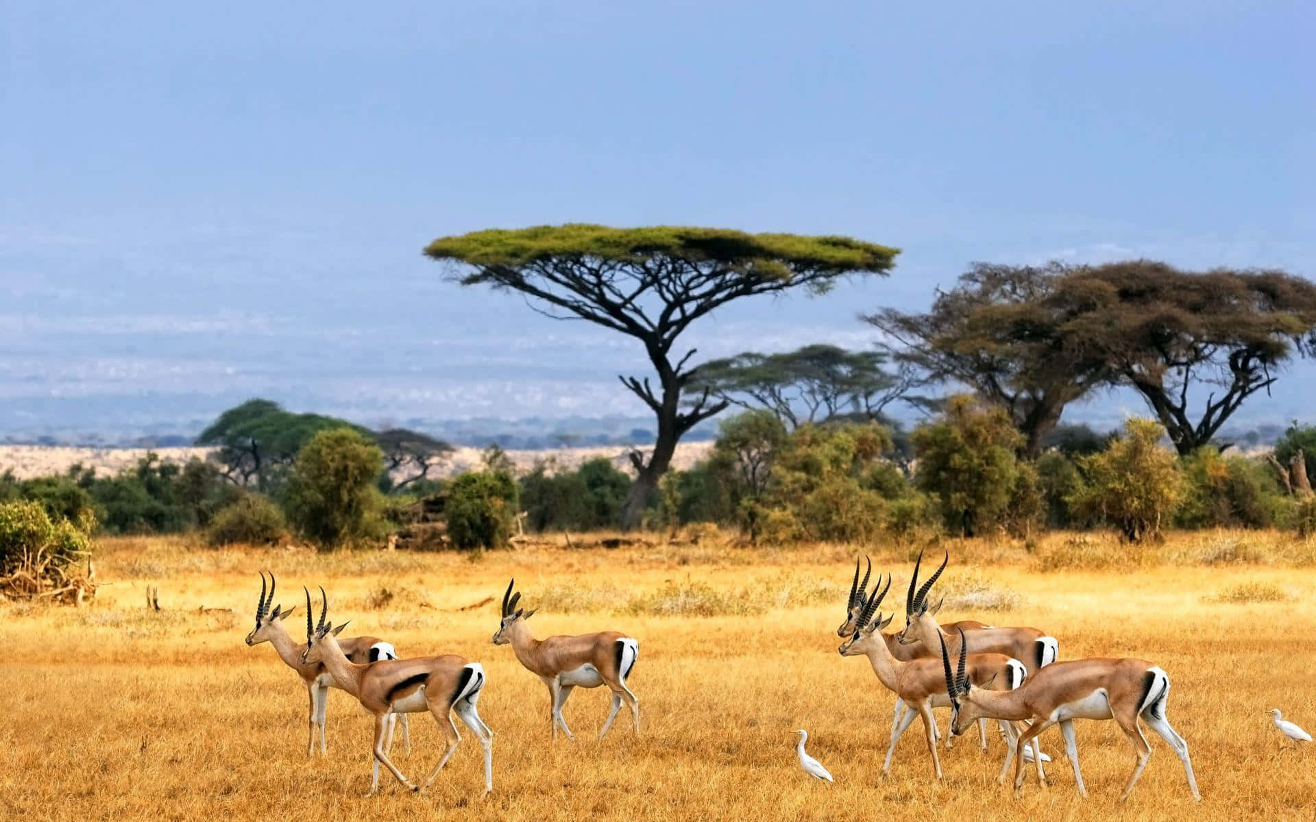 Herd Of Thompson's Gazelle Safari Background
