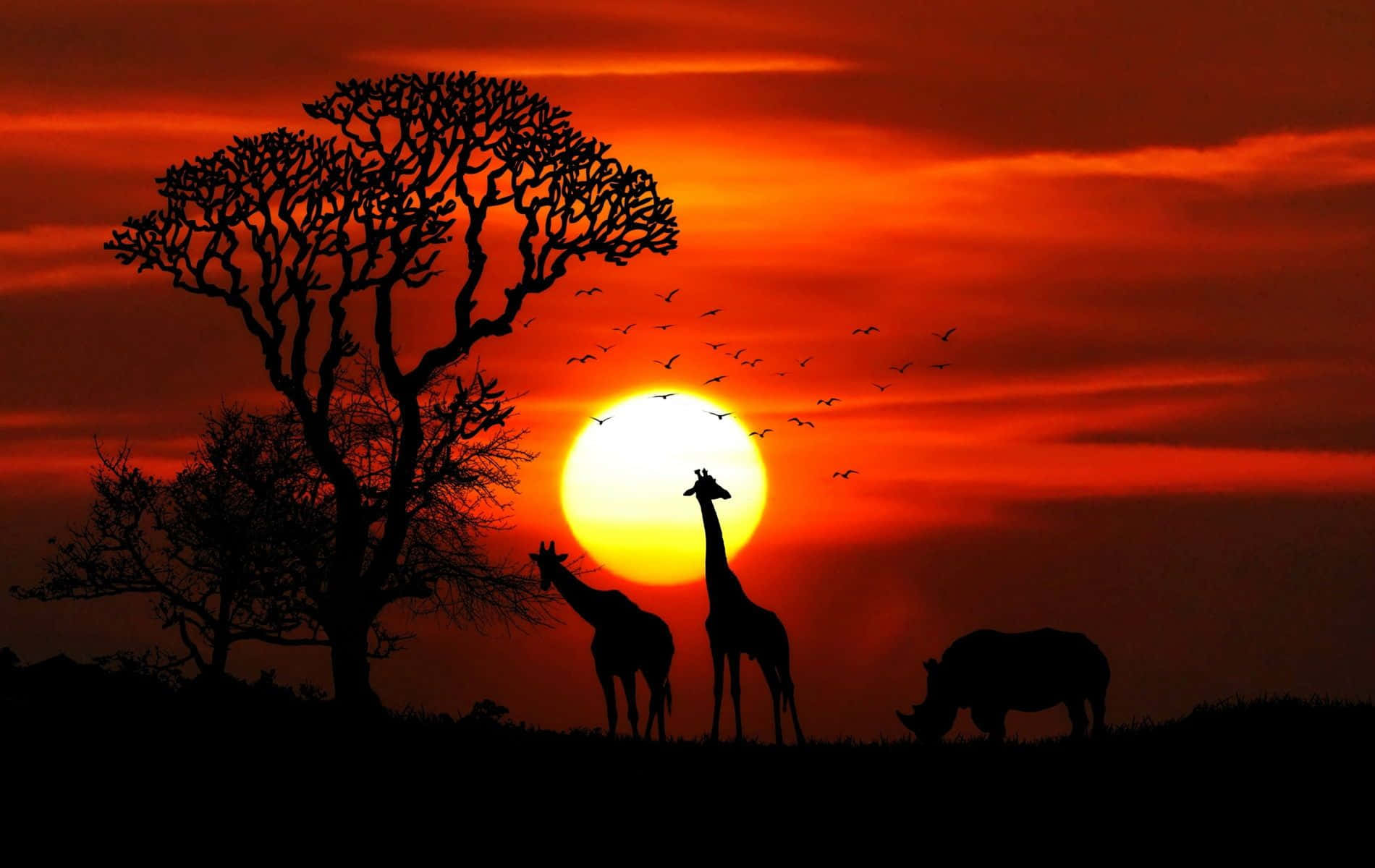 Rhinoceros And Giraffes Safari Background