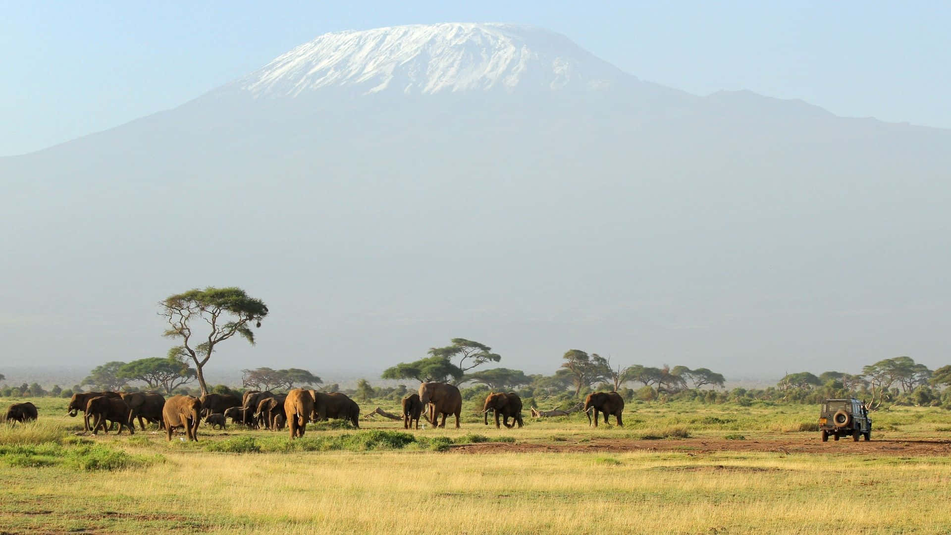 Kilimanjaro Safari Background