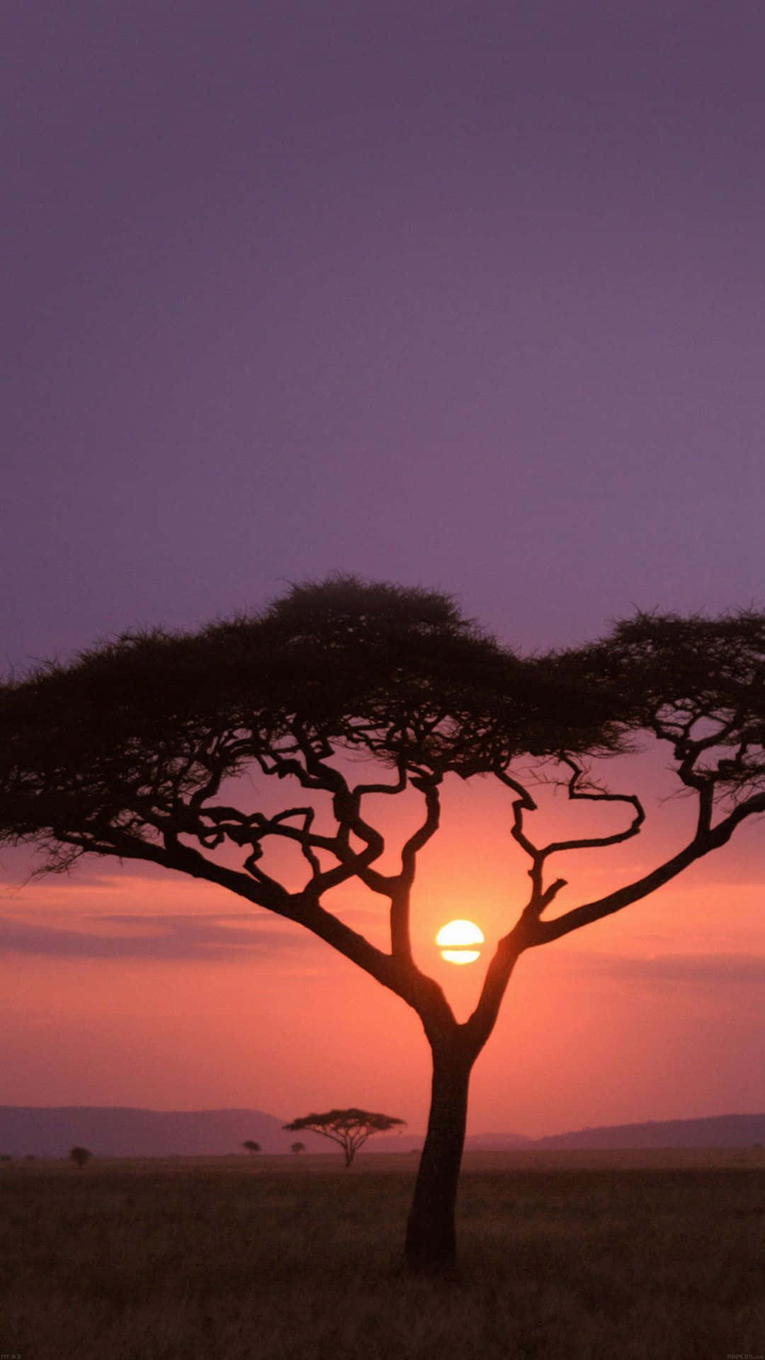 Purple Sky Against Acacia Tree Safari Background