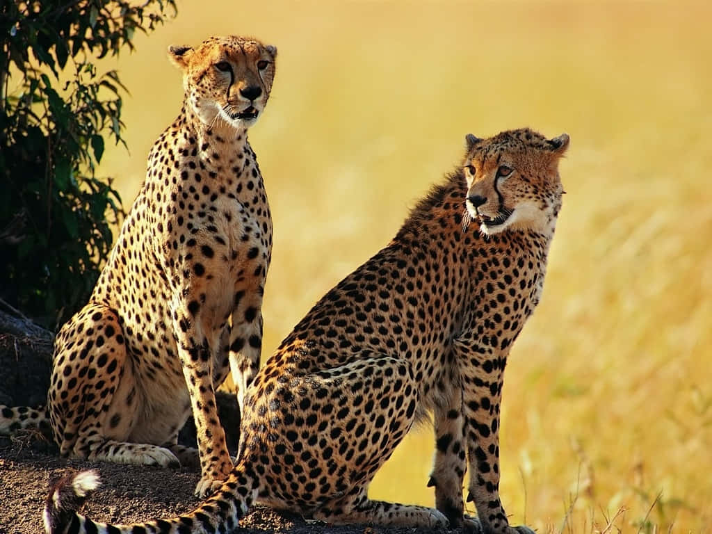 Imagende Un Guepardo De Safari En La Vida Salvaje Africana.