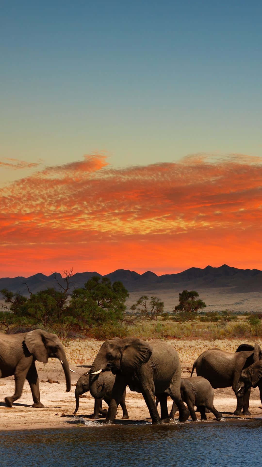 Safari Elephants Sunset African Wildlife Picture