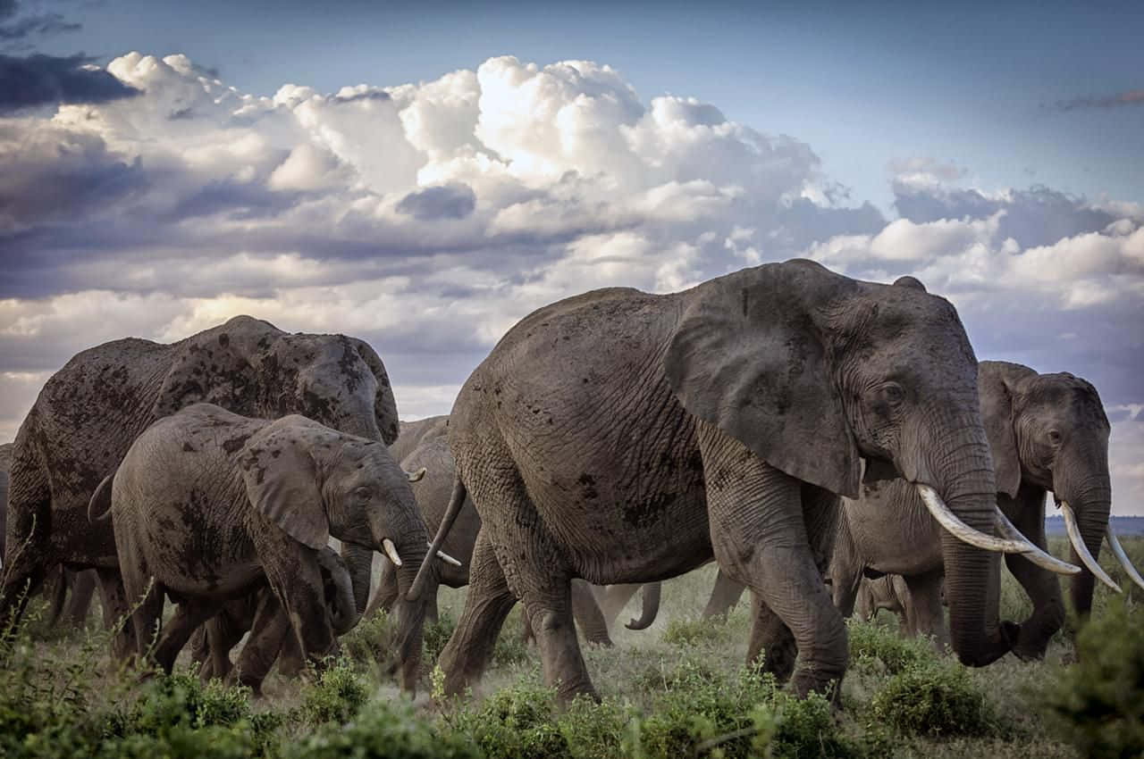 Safarielefantfamilj Afrikanska Vildlivsbild