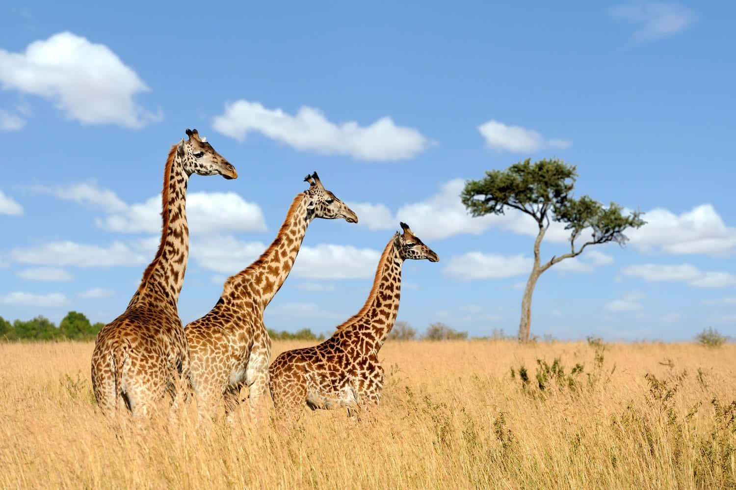 Safarigiraff Afrikansk Naturbildsom Tapet