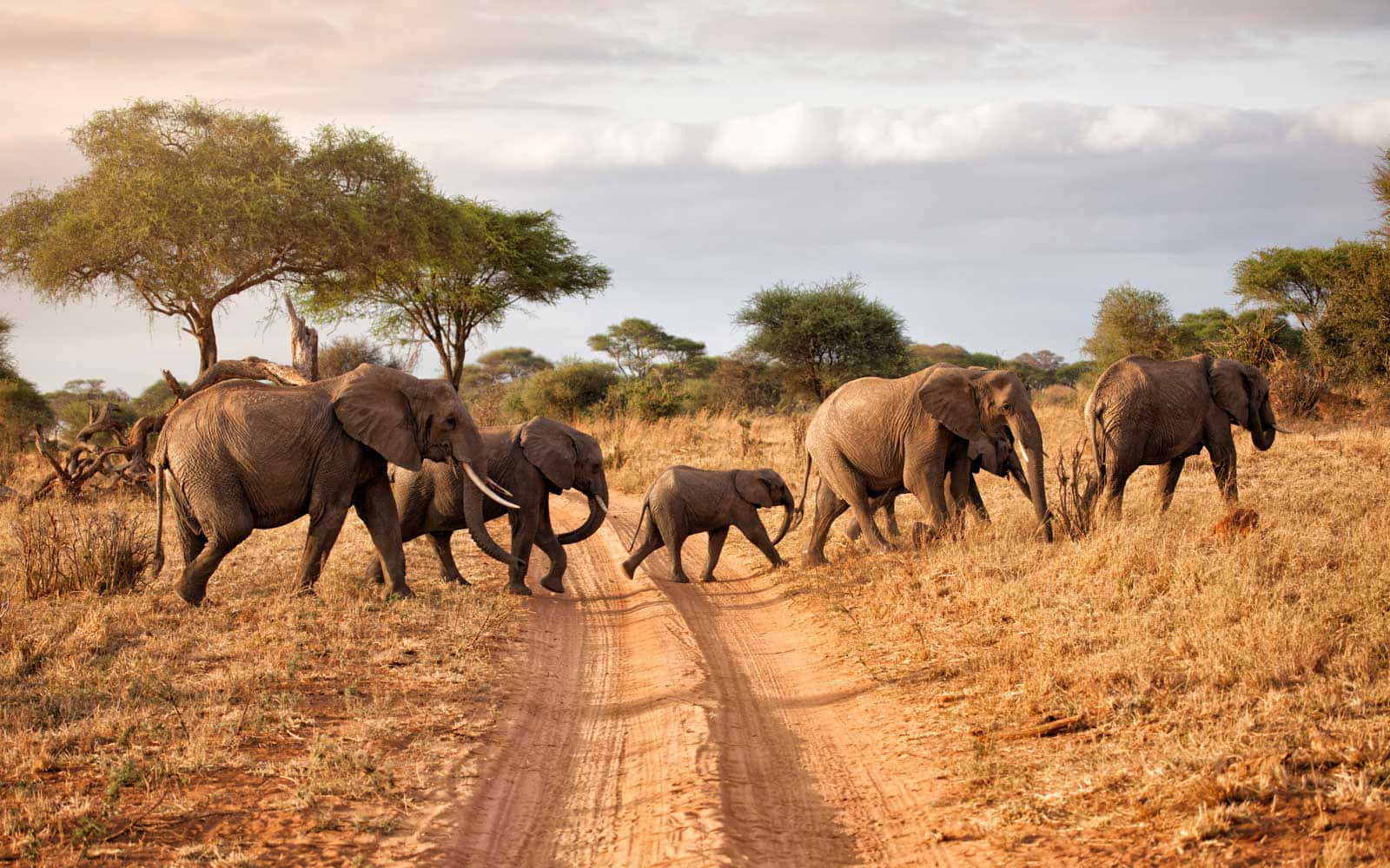Immaginedella Fauna Selvatica Di Elefanti Africani Nel Safari