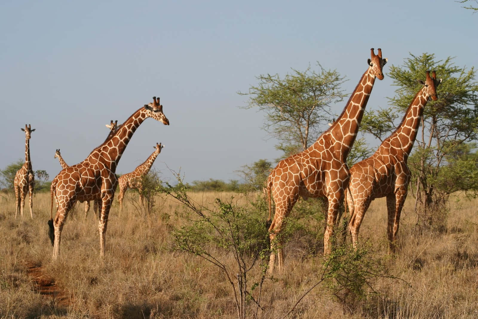 Safarigiraffes Sätt En Bild Av Afrikas Savannliv På Din Dator- Eller Mobilskärm.