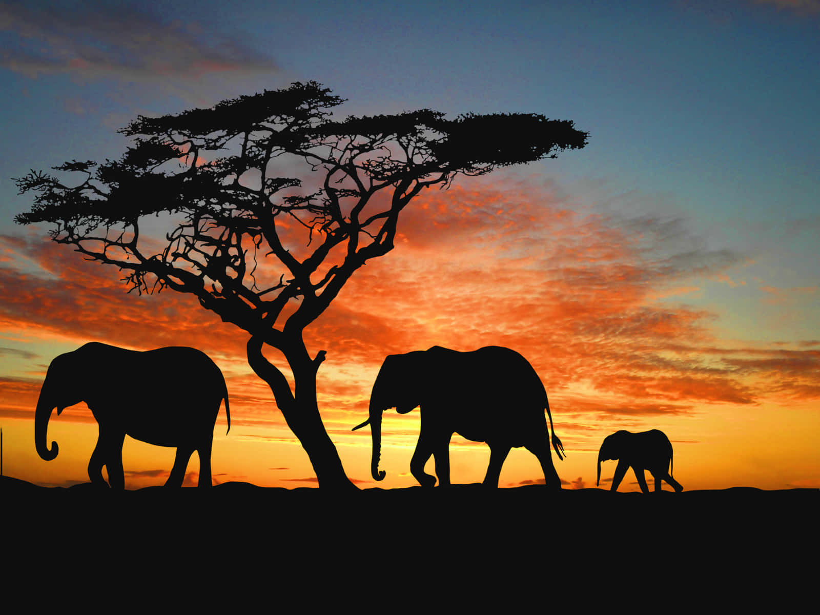 Safarielefanter Silhuetter Afrikansk Vilda Djur Bild