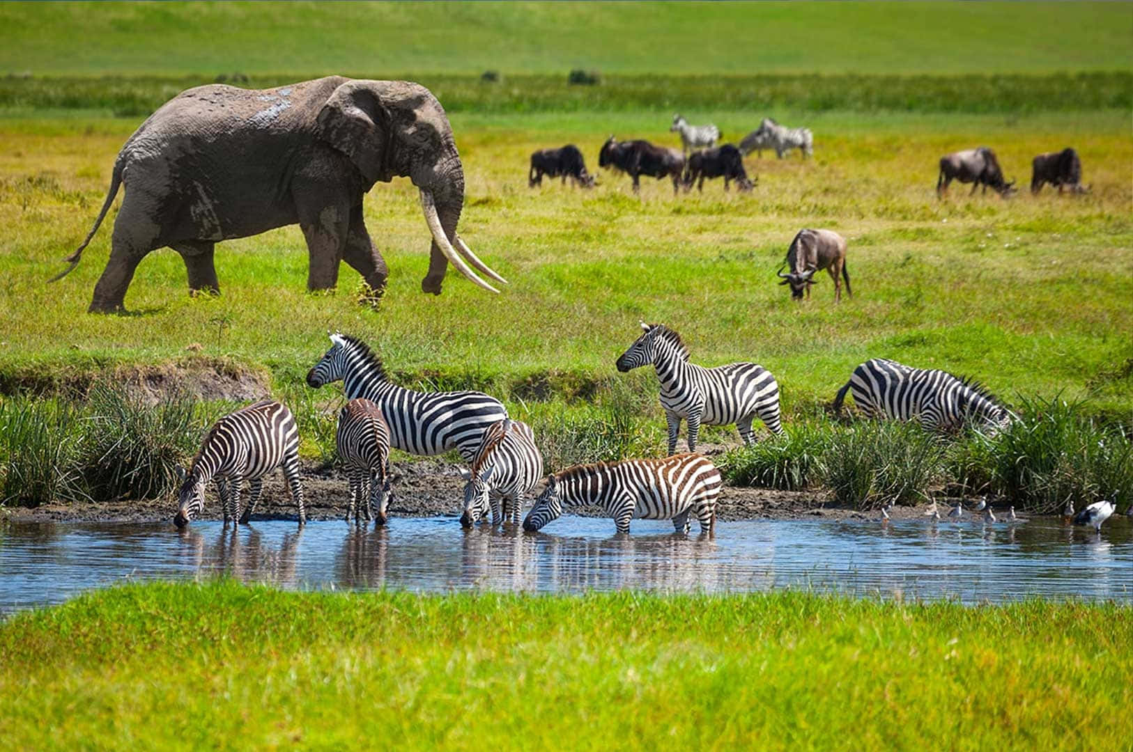 Safarielefant Zebra Afrikansk Djur Bild