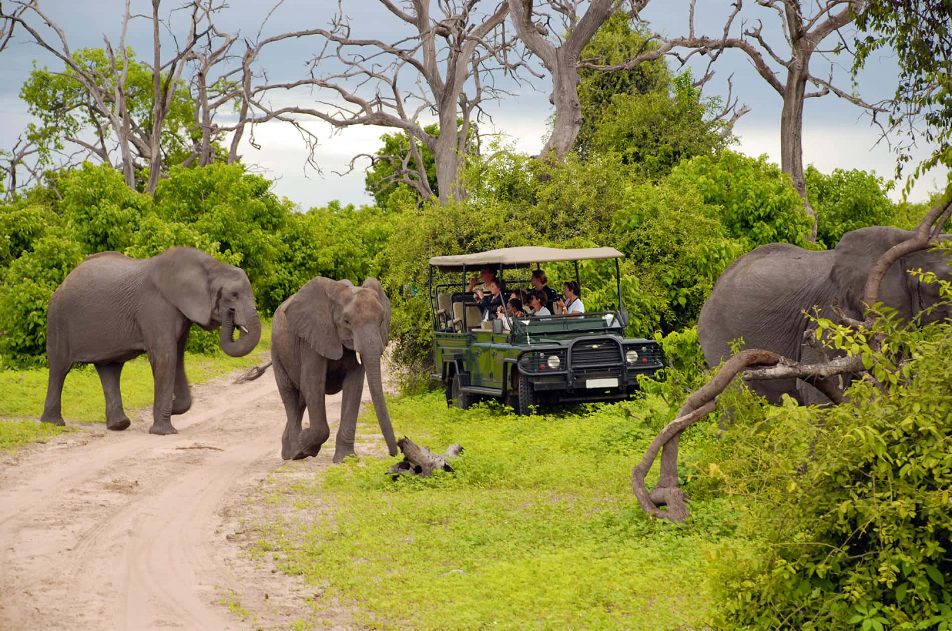 Safarielefanter Afrikansk Vildmarksbild