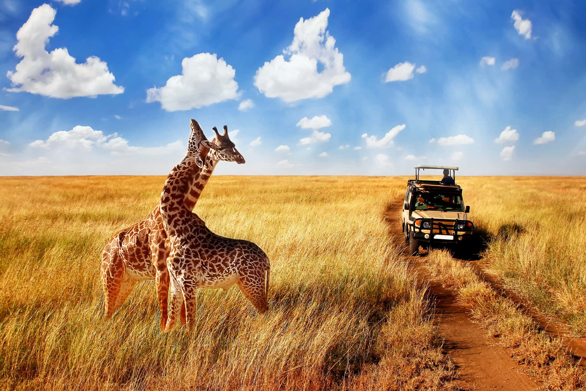 Safaripark Afrikanskt Viltlivsbild