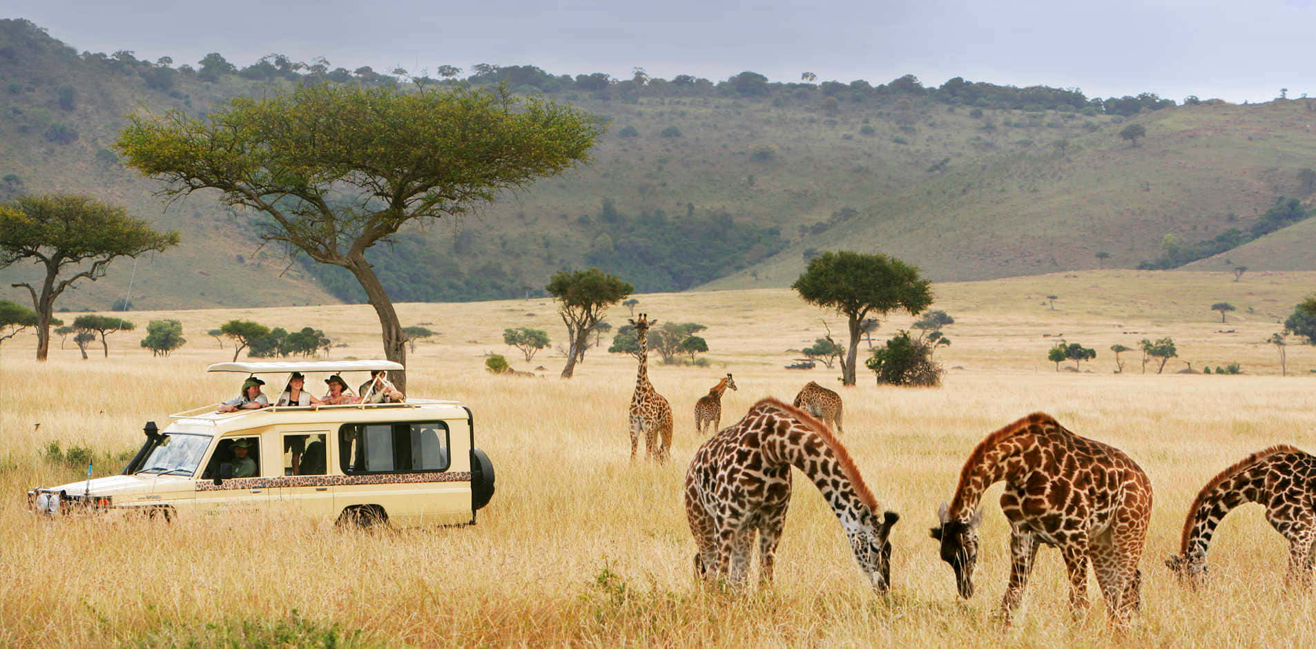 Safaripark Afrikansk Vildmarksbild