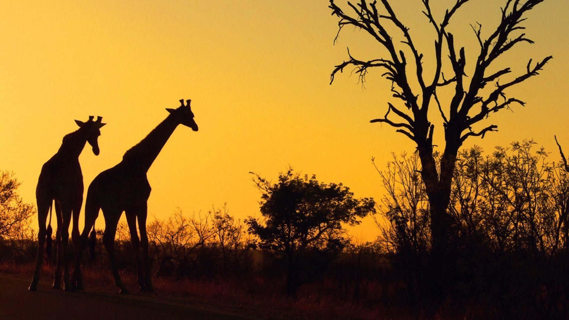Immaginein Silhouette Di Safari Di Animali Selvatici Africani