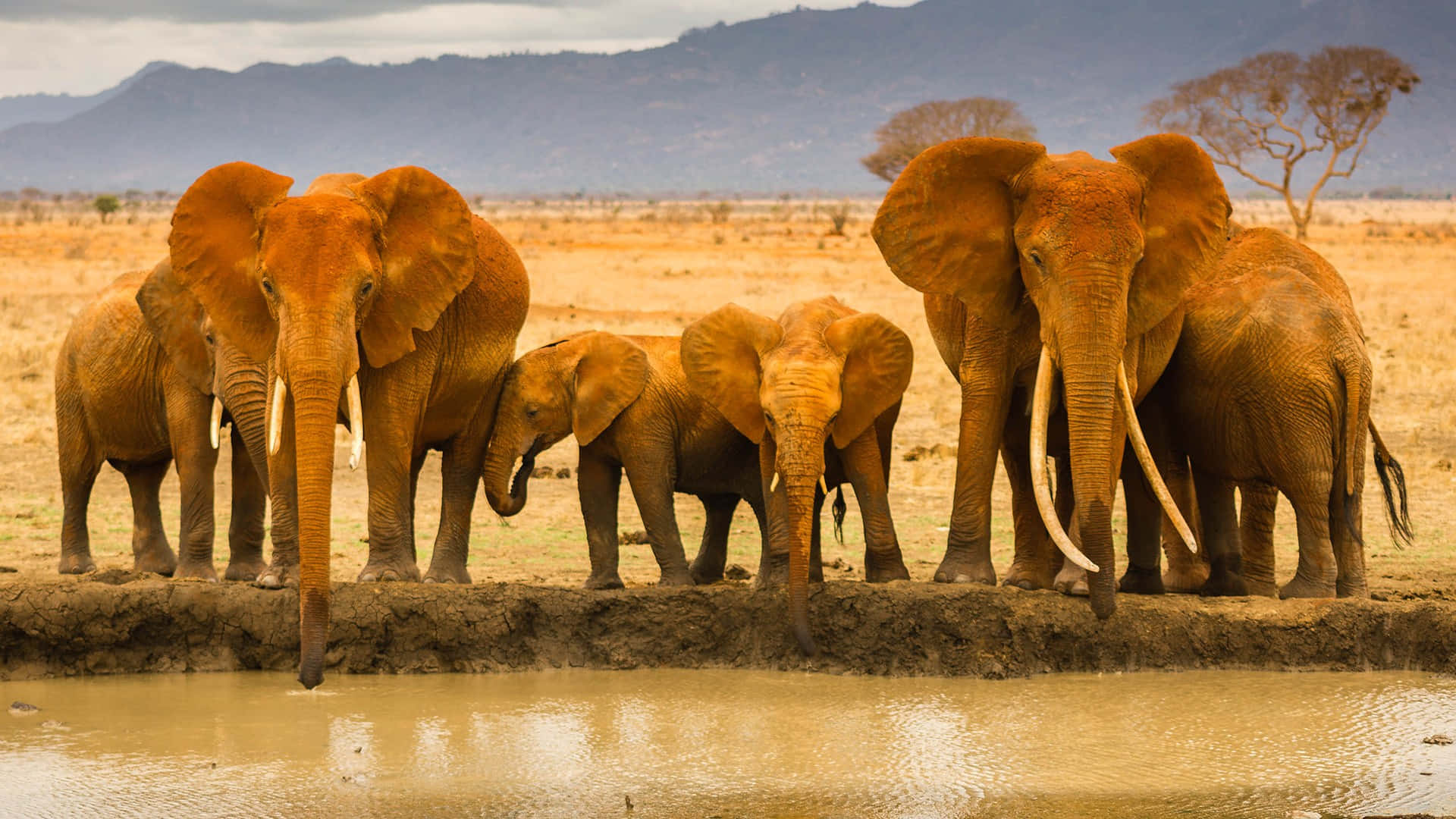 Safari Lion Elephants African Wildlife Picture