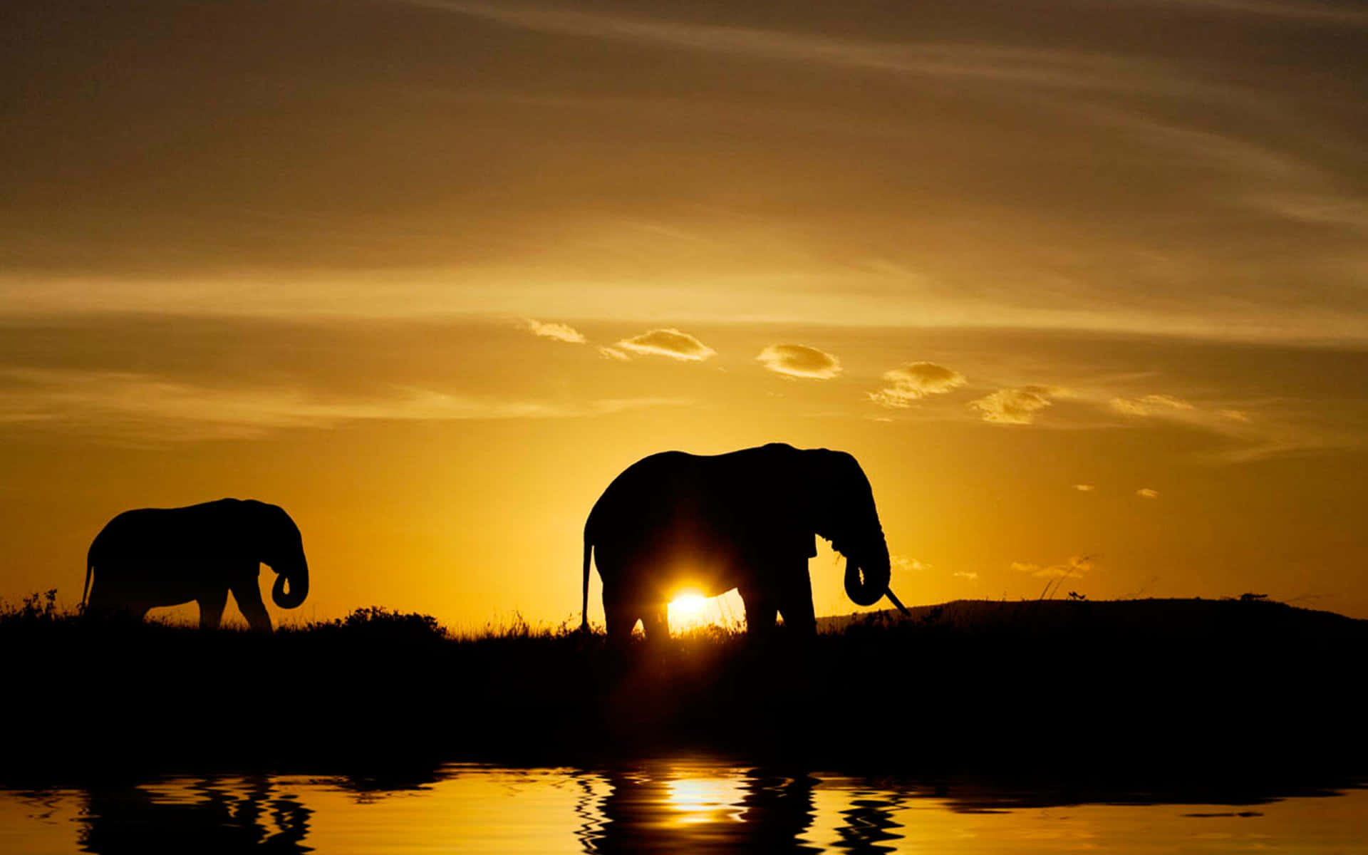 Safaridjur Solnedgång Afrikansk Vildmark Bild