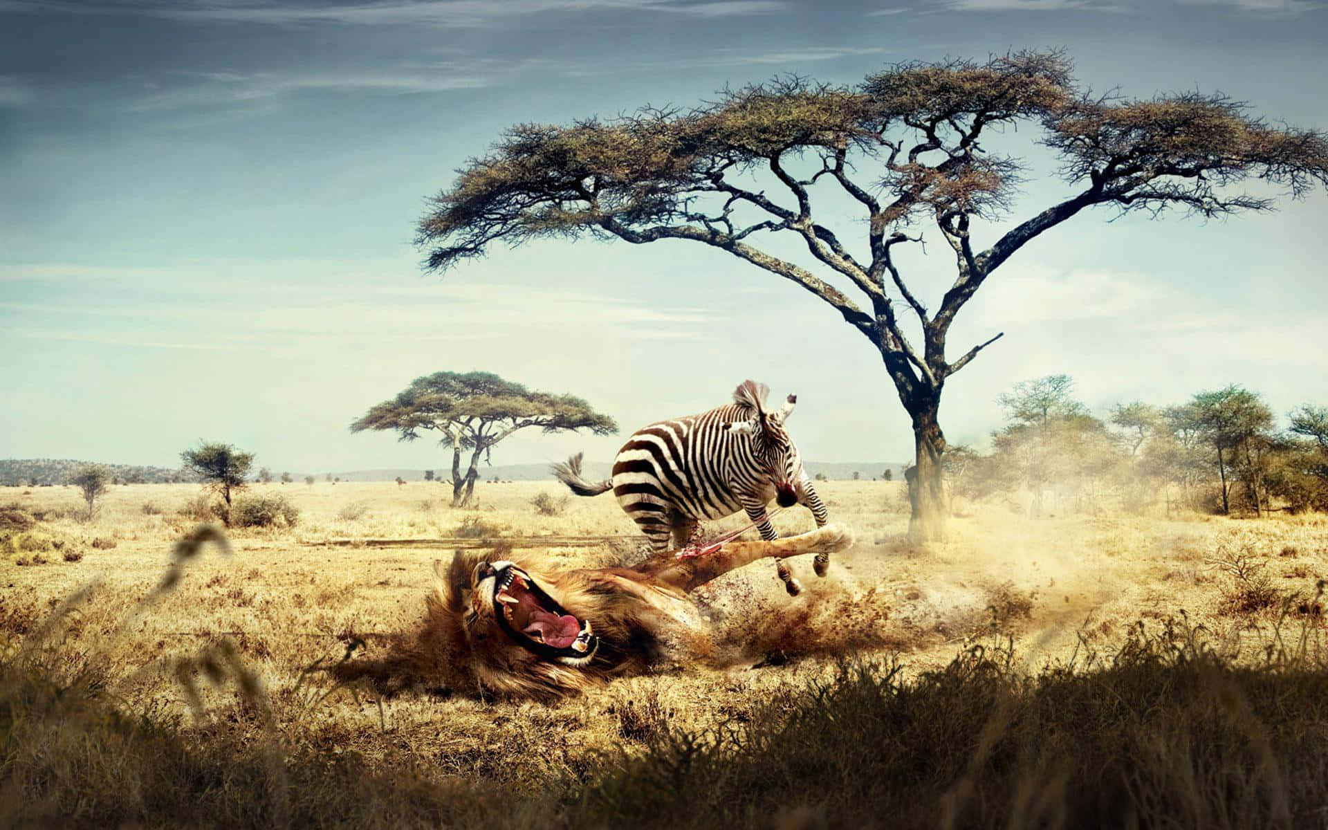 Immaginedella Fauna Selvatica Africana Di Safari Zebrati Leoni