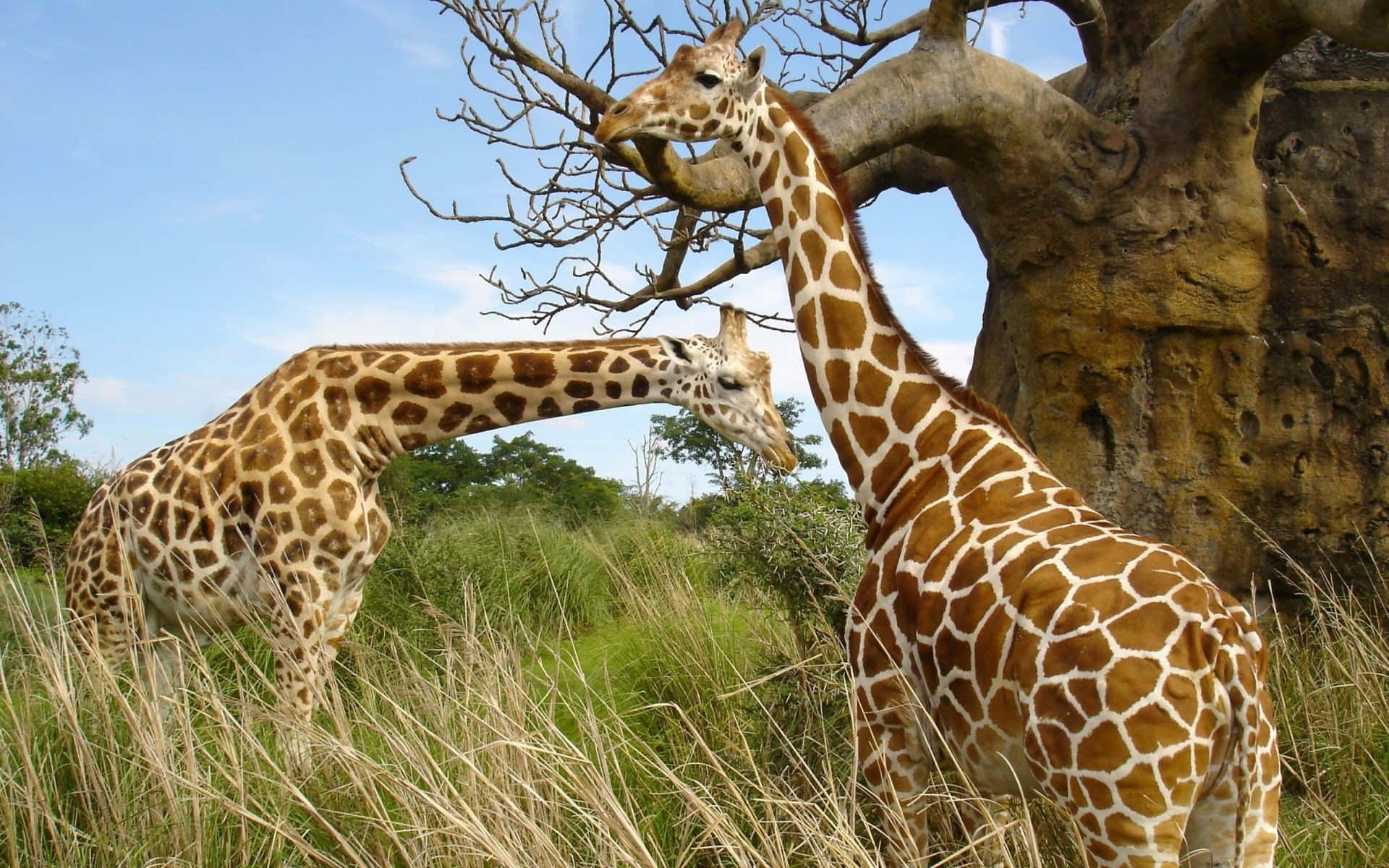 Safarigiraff Savann Afrikansk Wildlife Bild