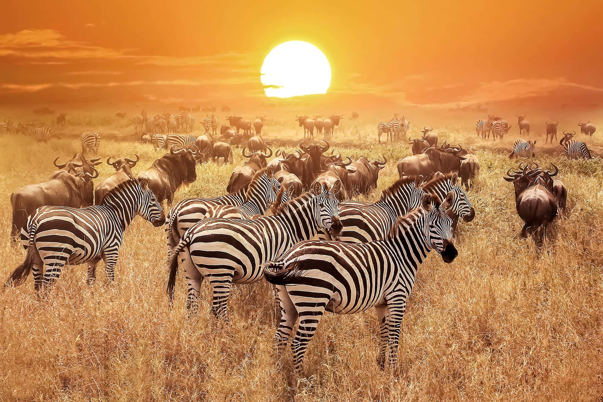 Immaginedi Un Safari Con Zebra, Tramonto Africano E Animali Selvatici