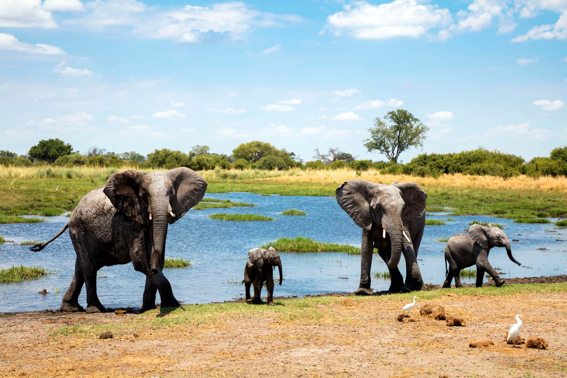 Imagende Elefantes En La Sabana Africana En El Río Safari.
