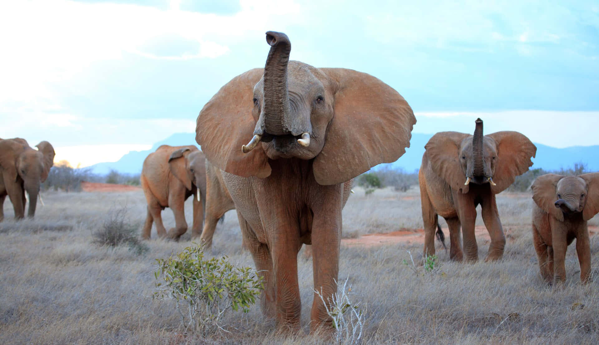 Safarielefantbush Afrikanskt Vildlivsbild