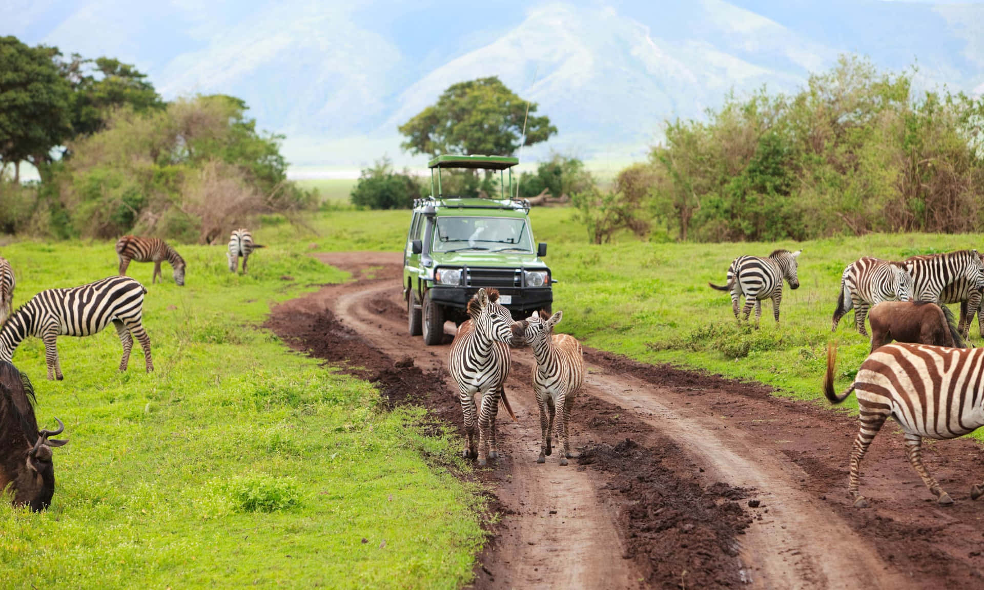 Safariparque Nacional Serengetiimagen De Vida Salvaje Africana