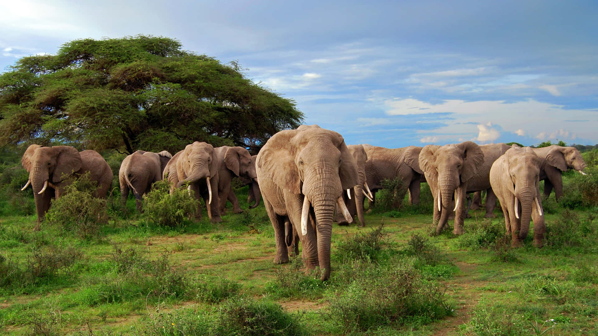 Safarielefant Landsskap Afrikansk Vilda Djur Bild