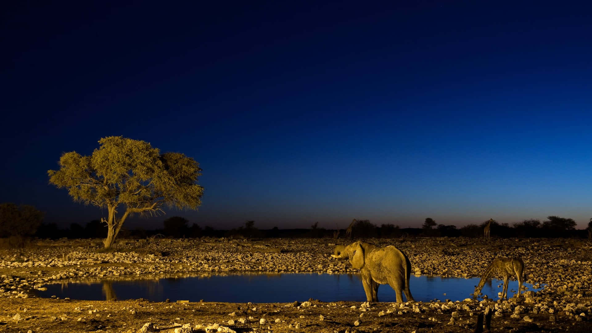 Imagende Vida Silvestre Africana En La Noche De Safari