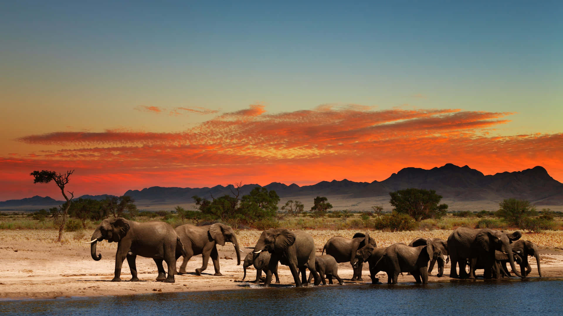 Imagenestética De Elefantes En La Naturaleza Africana Al Atardecer En El Safari.